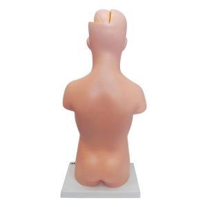 İnsan Vücudu Modeli 50 cm 8 Parça - Görsel 6